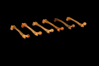 Photo of six left femurs