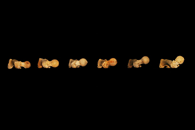 Photo looking down on six left femurs