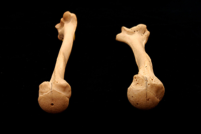 Photo of two right humerus bones