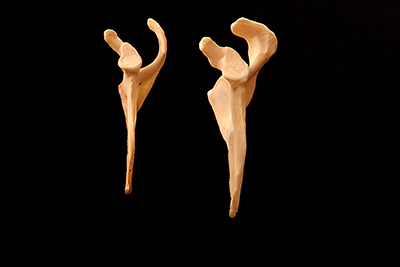 Photo of two left scapula