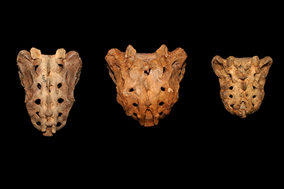 Photo of three sacrum